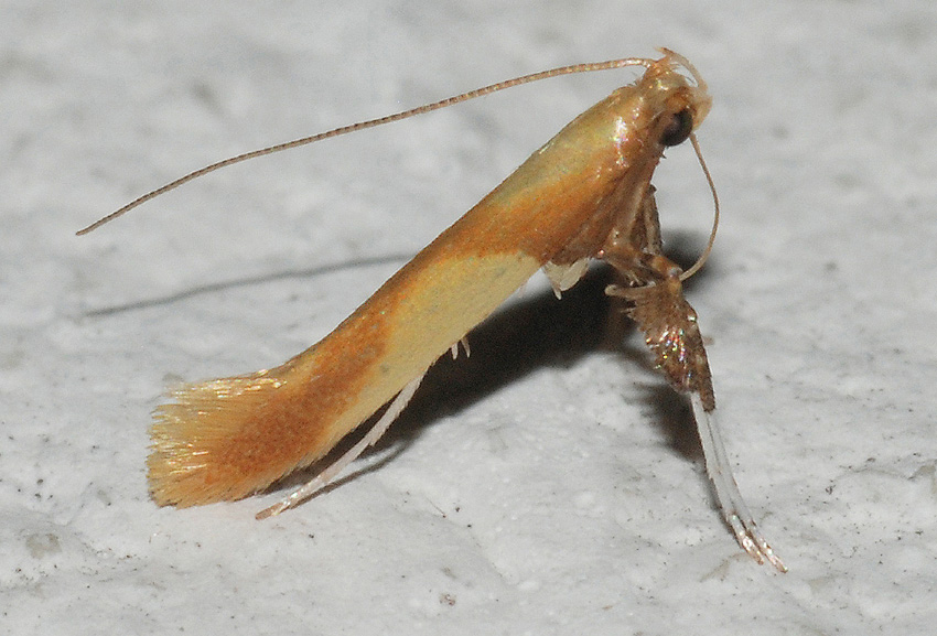 Caloptilia alchimiella - Gracillariidae ?